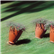 Santavase Outdoor Pot